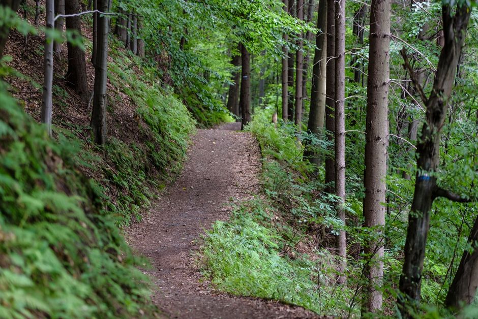 Rethinking Walking: The Most Underrated Exercise, Day by Day